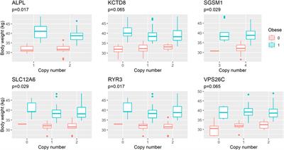 Uncovering structural variants associated with body weight and obesity risk in labrador retrievers: a genome-wide study